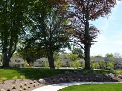 Beech Tree Park
