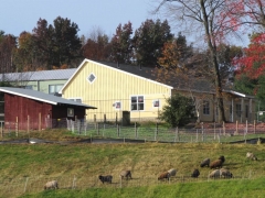 NICE EAST END WITH SHEEP - edit crop