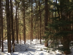 Opening up the wooded lot