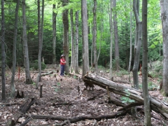 clearing the land